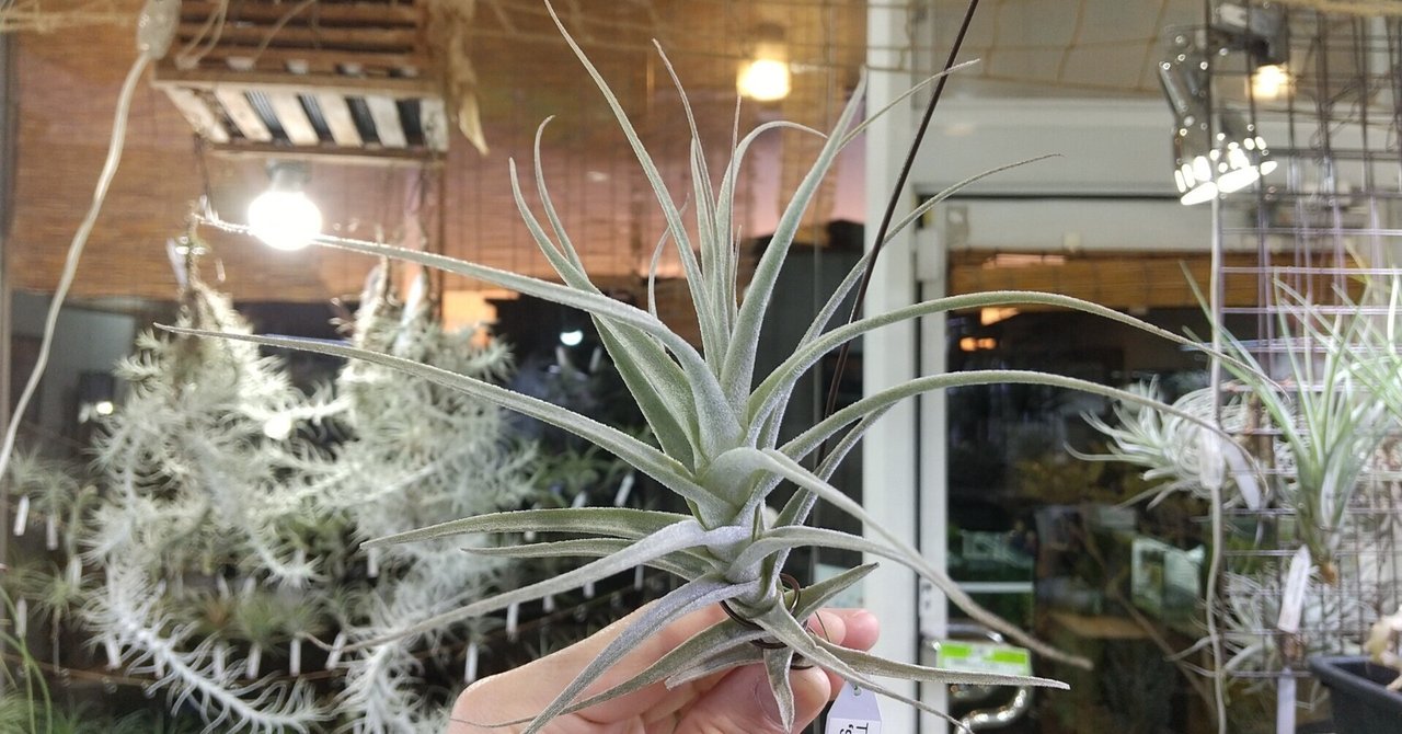 Tillandsia fragrans チランジア フラグランス 1（チランジア