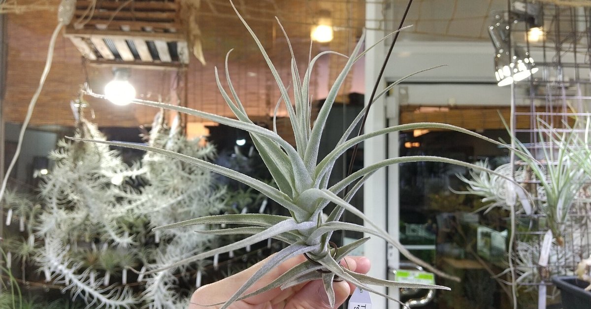 チランジア入荷リスト2/10｜NatureGarden🌿神田