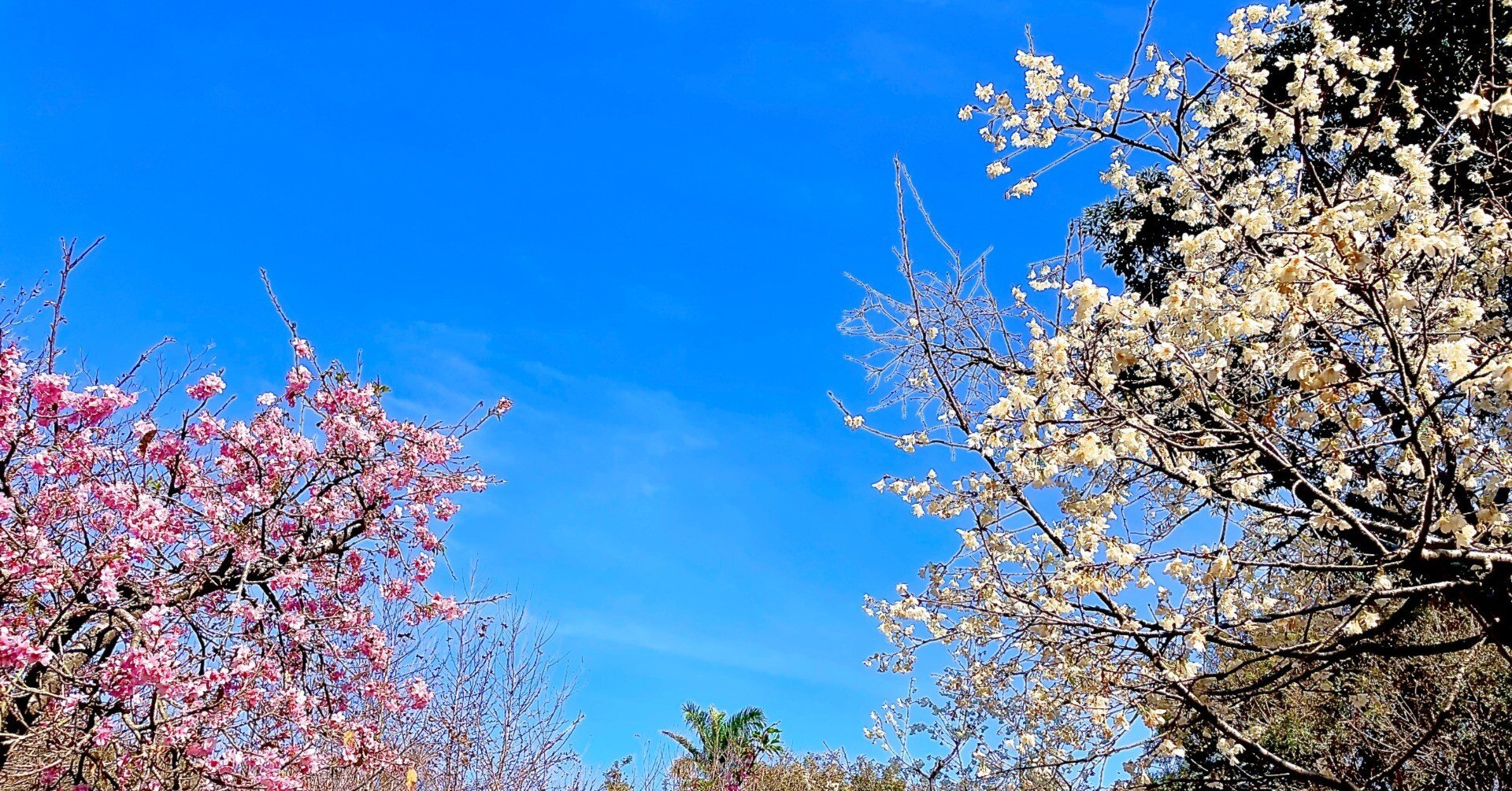 台湾でお花見に行ってきました｜ウリボ in Taiwan｜星野リゾート