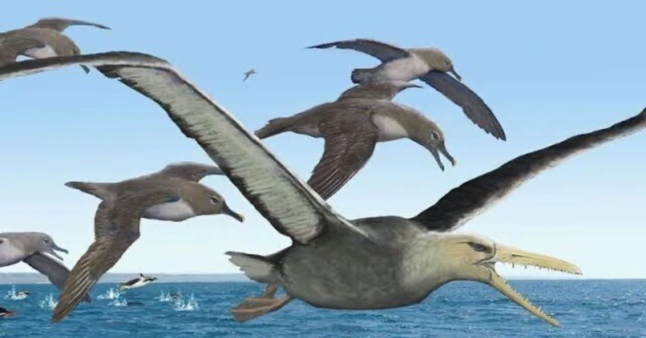 第2400回 なんでも世界一の鳥 ⑵｜翆野 大地