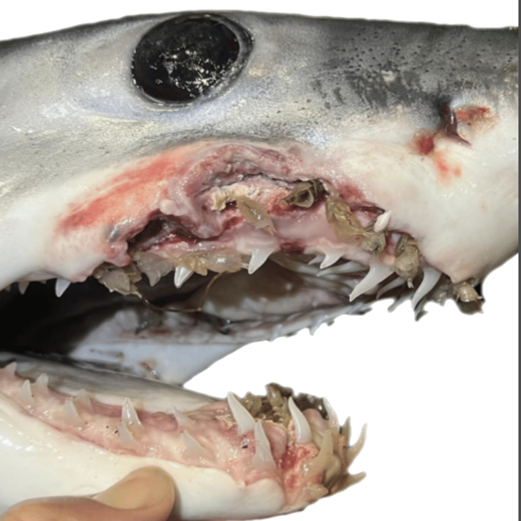 アオザメの寄生虫｜シャークジャーナリスト沼口麻子