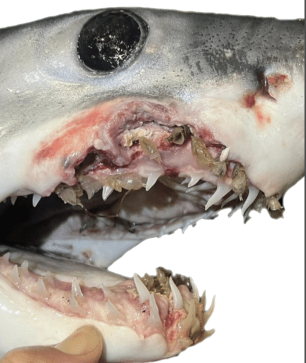 アオザメの寄生虫｜シャークジャーナリスト沼口麻子