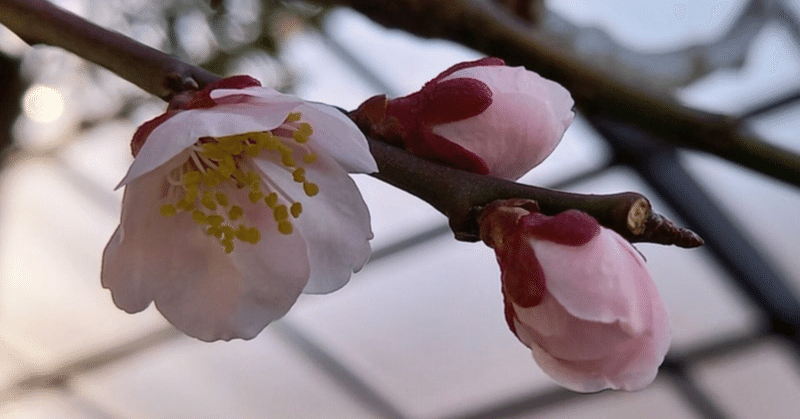 桜を思う（詩）