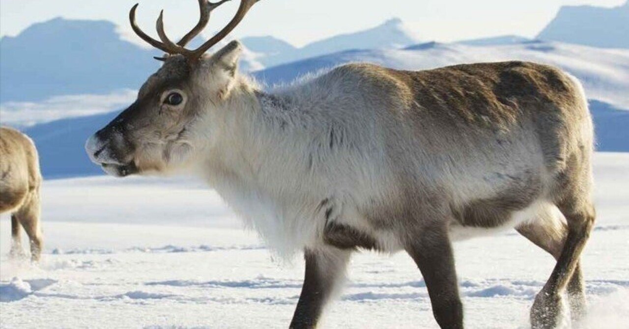 トナカイ肉？？｜ローカルヒストリー