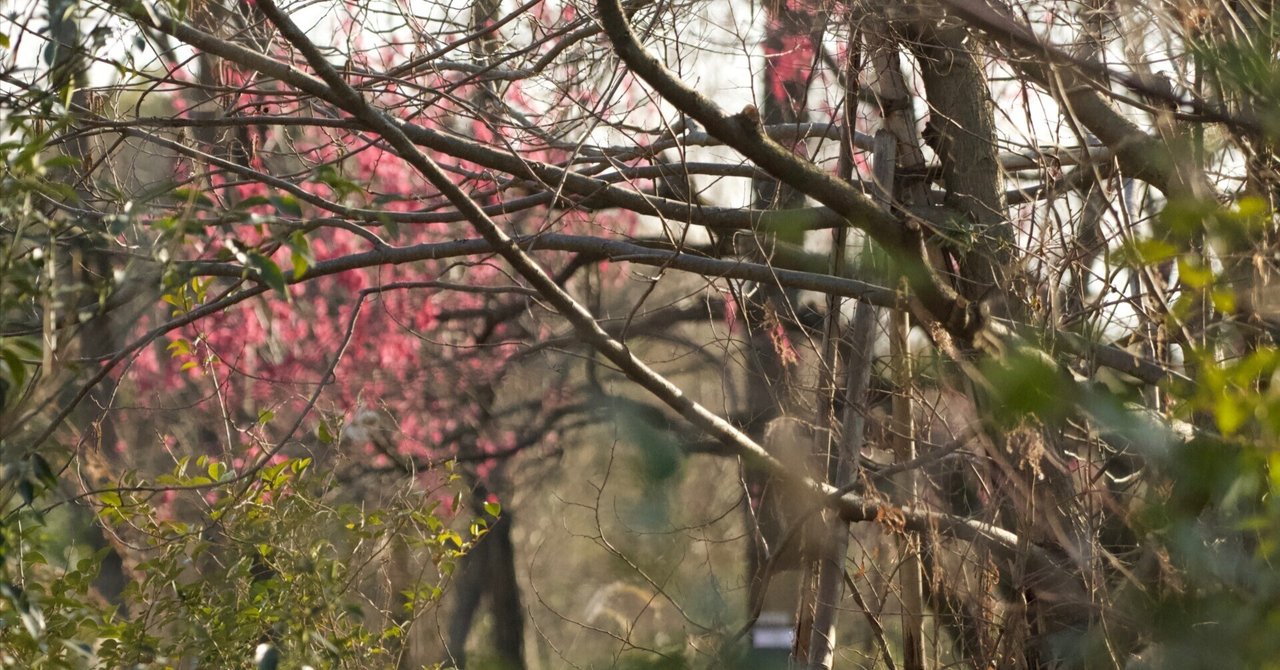 起きられへんの(朝のルーティーン)|roco* |note