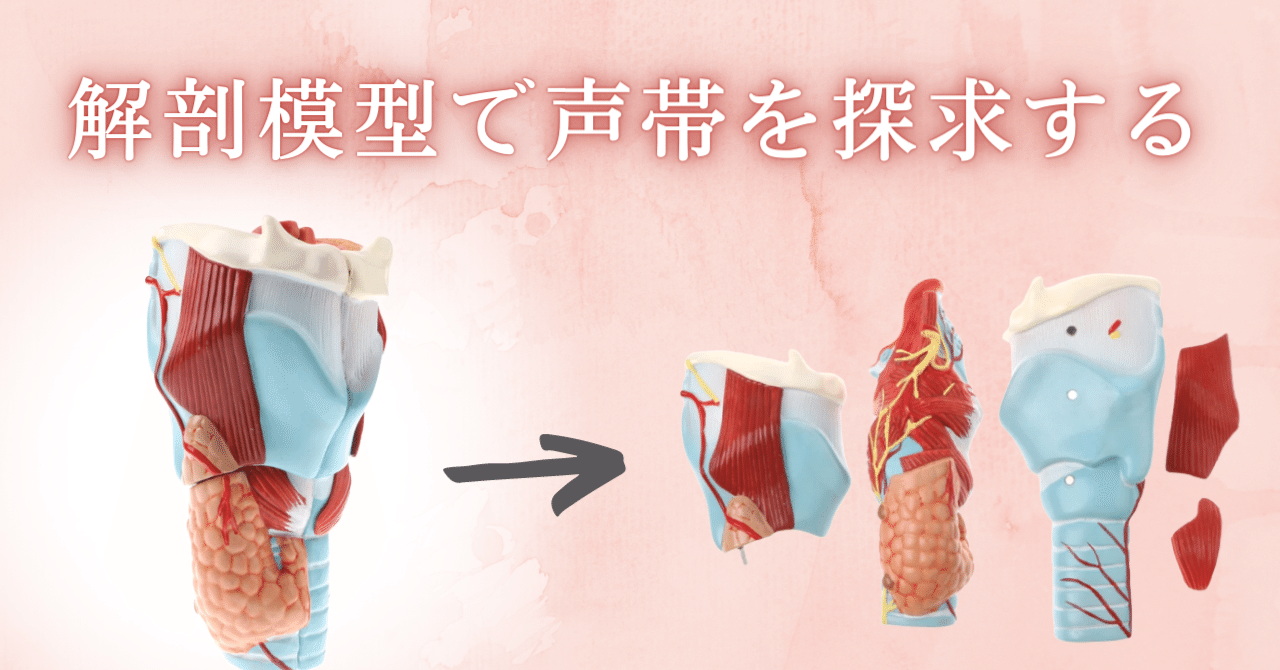 人体模型】喉頭部・気管モデル（2倍拡大）5分割可能タイプの