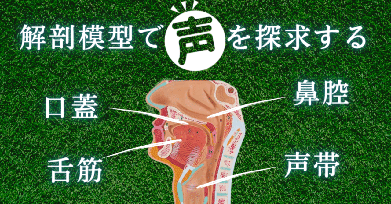 人体模型】鼻・咽頭・喉頭部の解剖模型｜一般社団法人 日本声ヨガ協会
