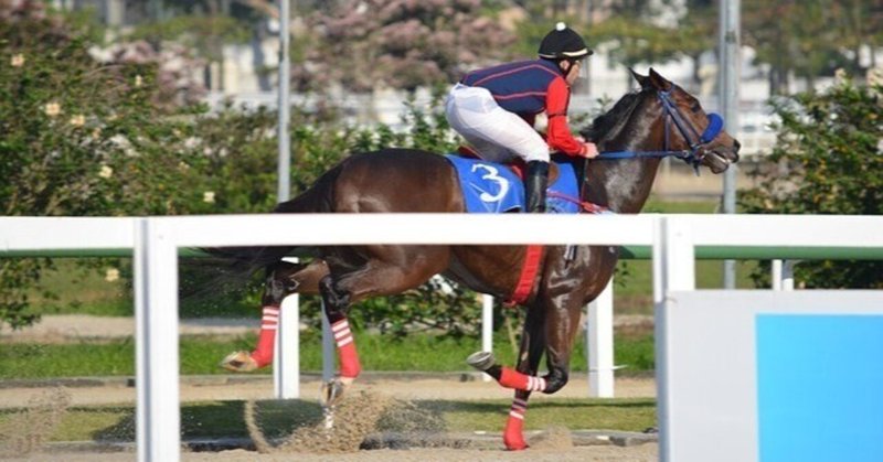 ＜レース結果＞　　2月19日（日）　厳選馬２頭