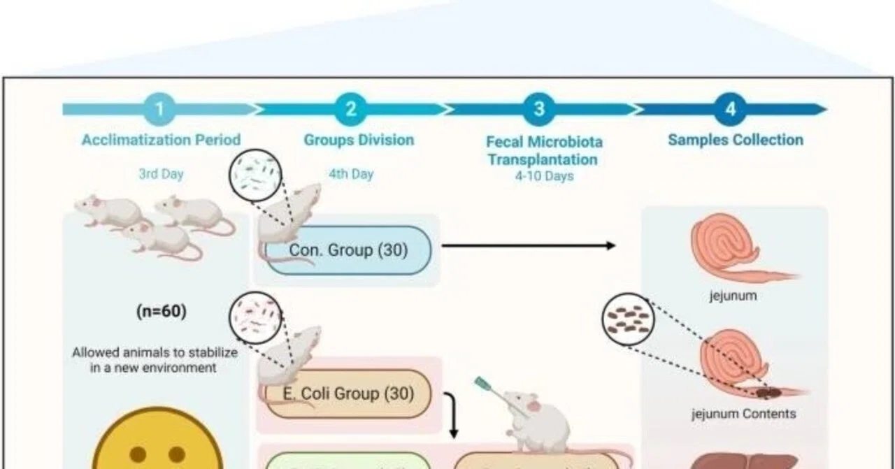 糞便微生物叢移植は腸内細菌叢の調節により大腸菌感染拡大を抑制する