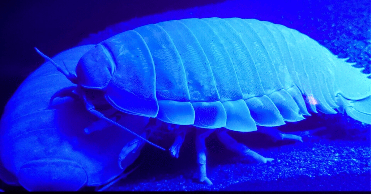 深海のとっても変わった生きもの|弟切千隼 深海のとっても変わった生きもの|弟切千隼