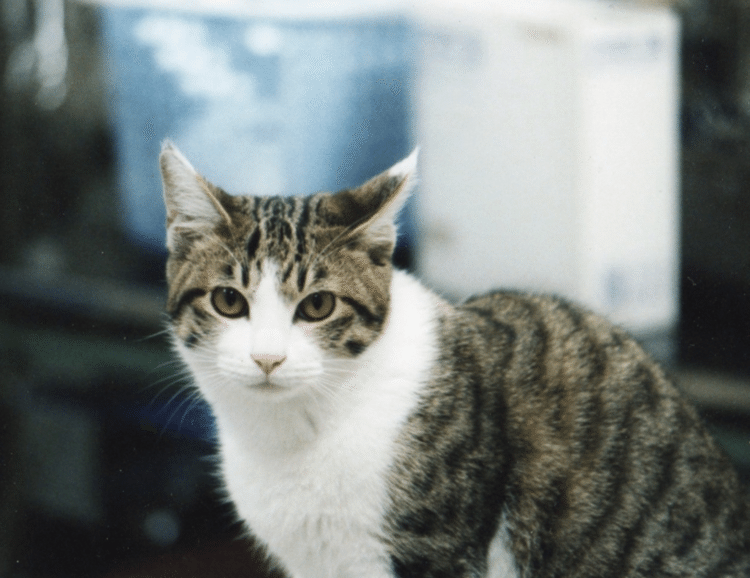 今日は猫の日。ニャンニャンニャン、というわけ。8年前、飼っていた最後の猫が死んで、以後、よその家の猫に癒されている。これは動物病院の看板猫、銀次。
