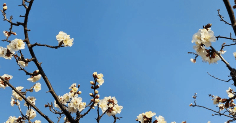 そのはてのそらあおあおと梅の花