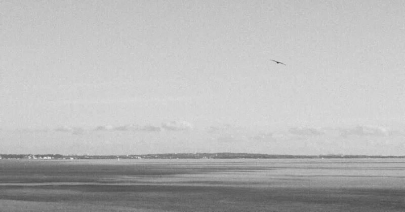 写真|七里ガ浜の空を飛ぶ者たち(2枚)|Hank