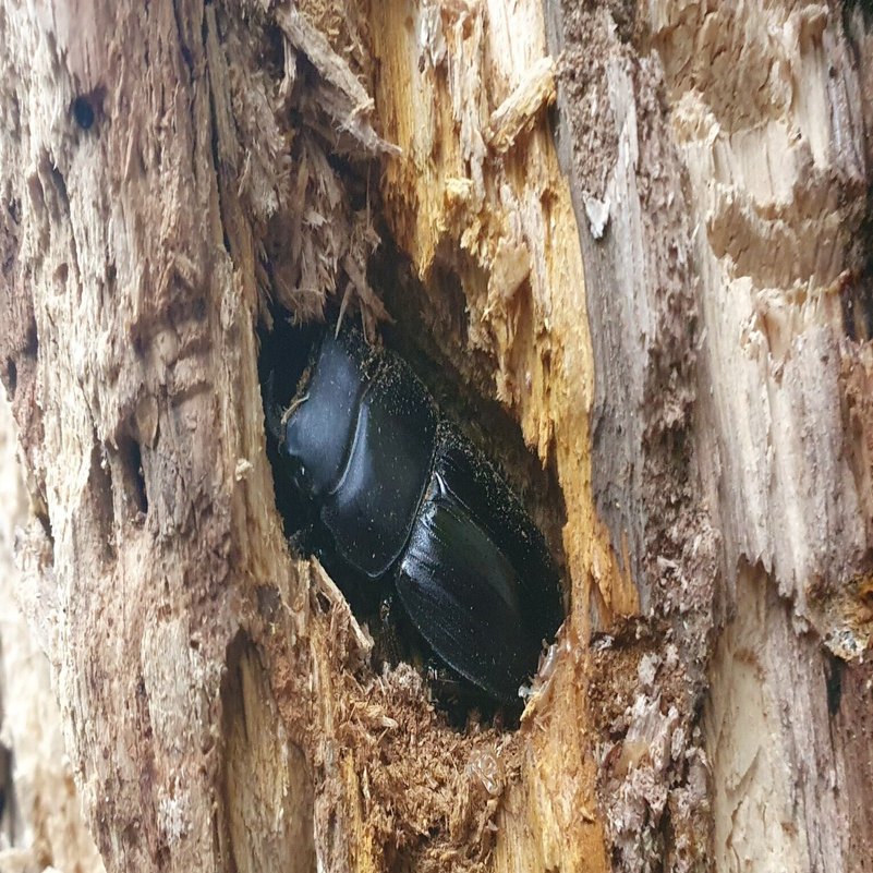 三重県 オオクワガタ 材割り採集記｜キヨタミ