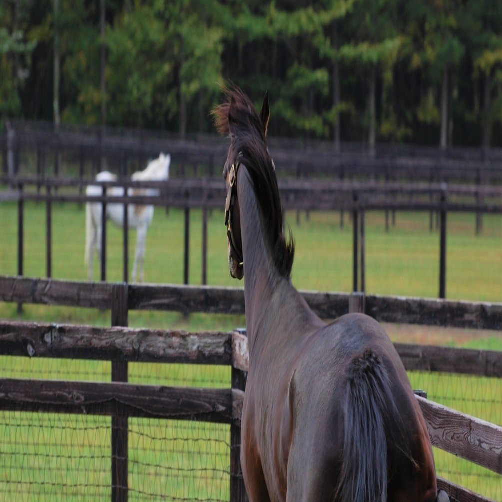 競走馬の血統をデータ分析してみた｜Koji Maeda