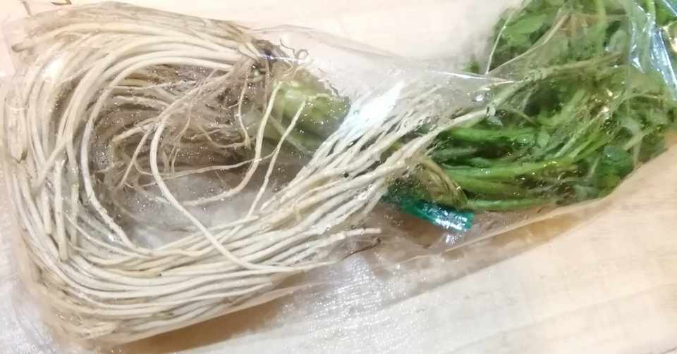 根っこが 美味しいの セリ パクチー ハチ Note