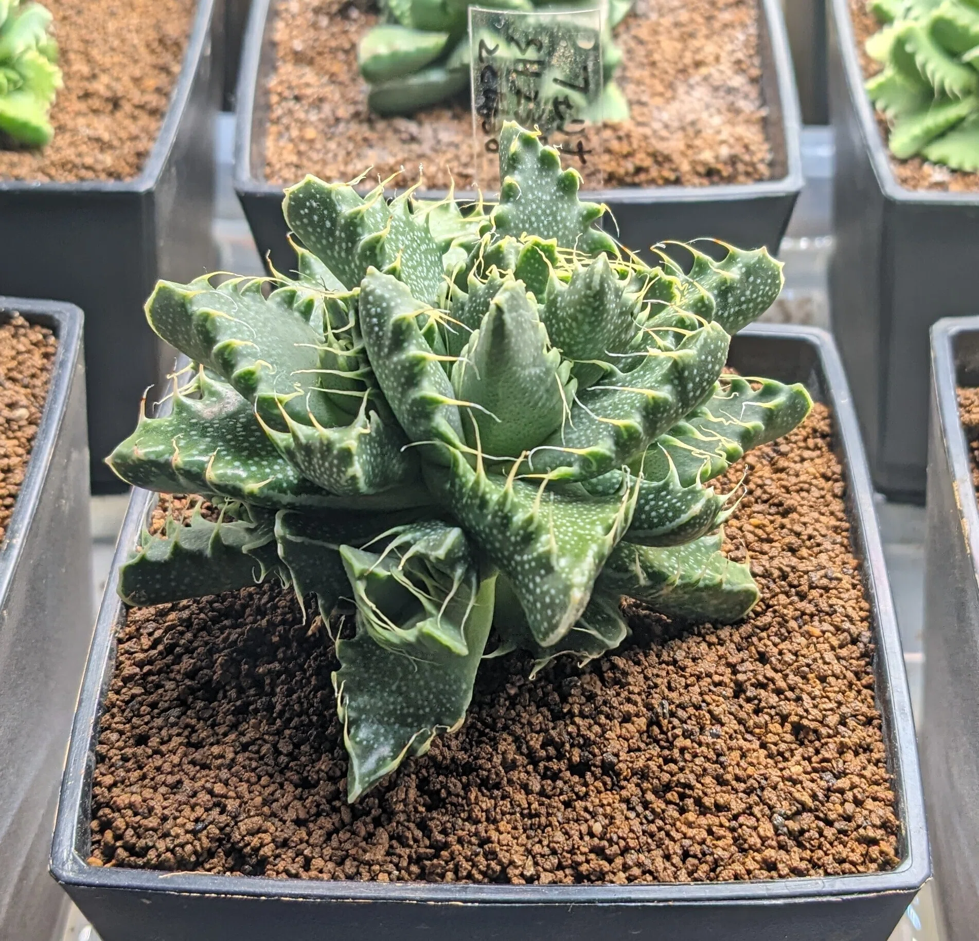 趣味の多肉植物育成記録を写真で残していこうと思う(o・ω・o)これなら