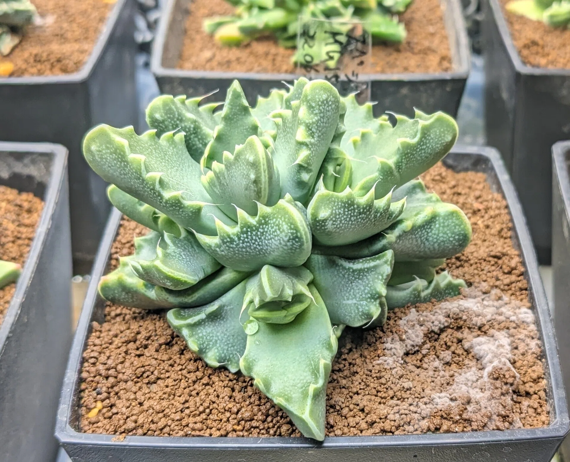 趣味の多肉植物育成記録を写真で残していこうと思う(o・ω・o)これなら