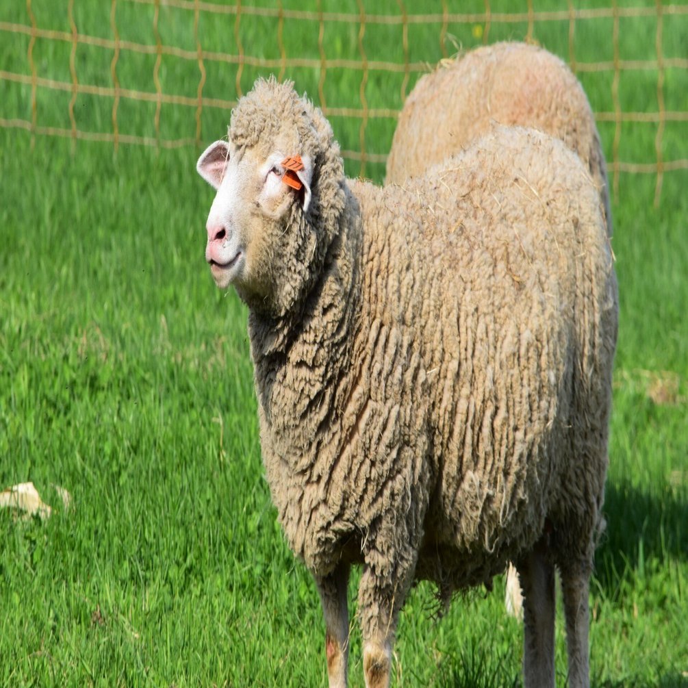 NZ北海道羊協力プロジェクト】日本の羊文化を守っていくために ...