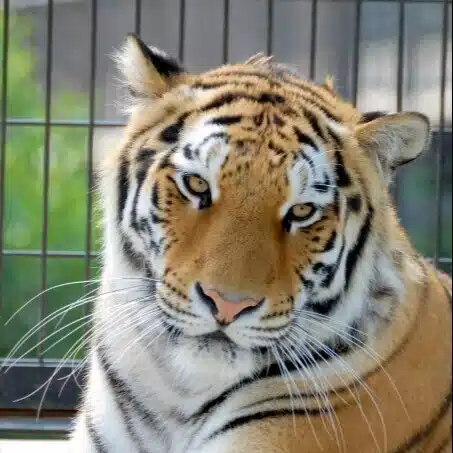 動物大好き