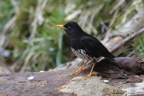 第33回 番外編 もう一度私の野鳥感 翆野 大地 Note