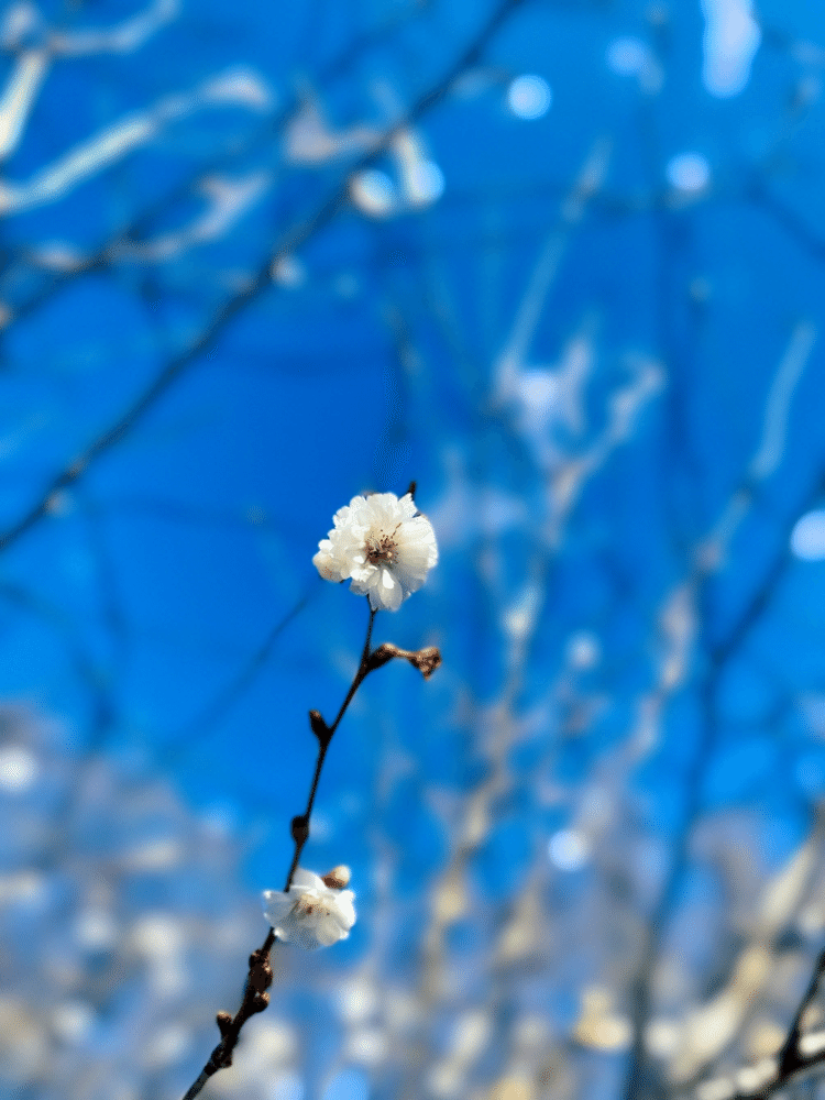 おはよう  今日は天満宮では梅花祭が行われるところも多いね。菅原道真公がこよなく愛でた梅の花、自分は梅干しを食べるとしよう。
