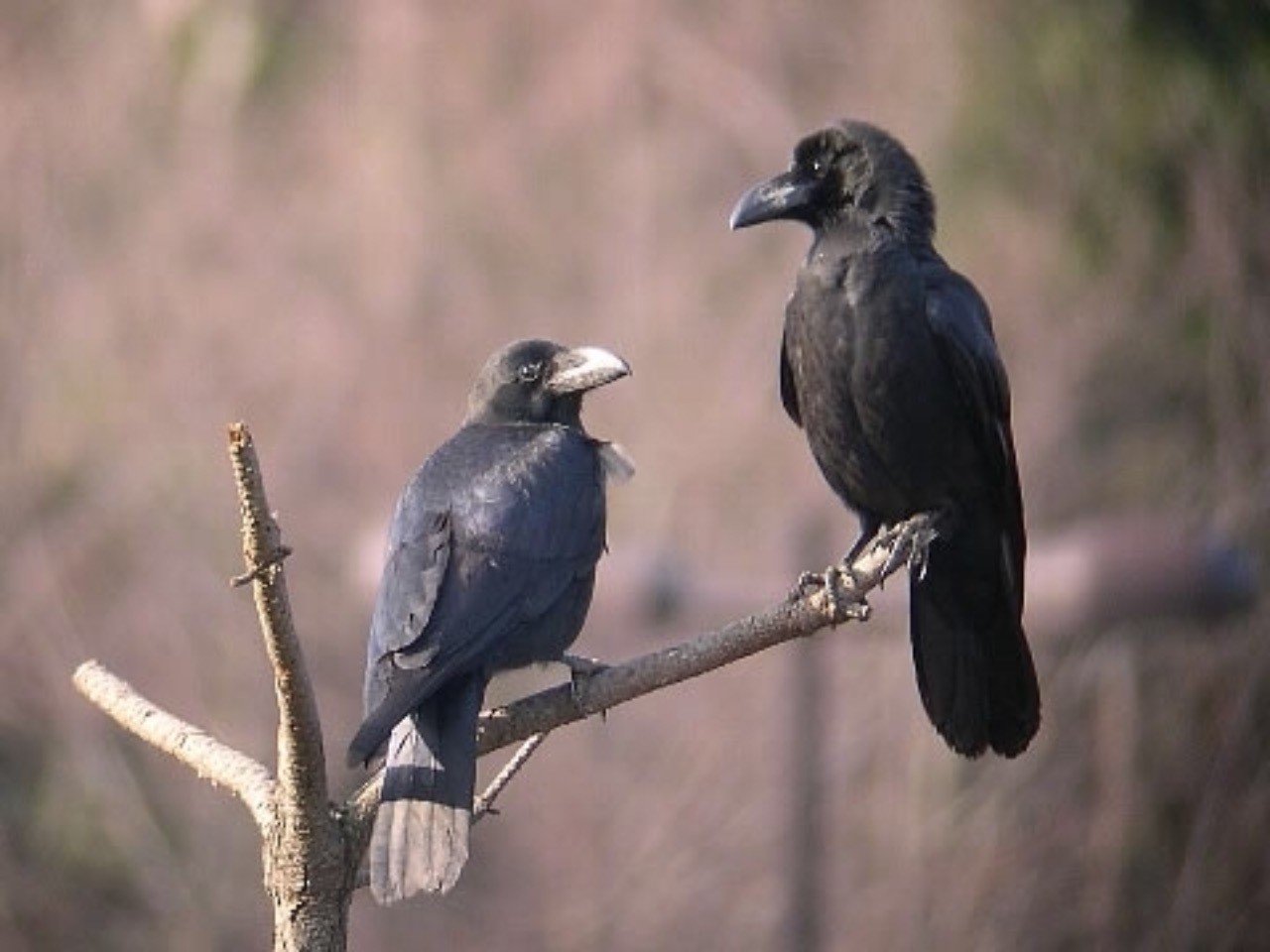 第34回 カラス 2回目 翆野 大地 Note