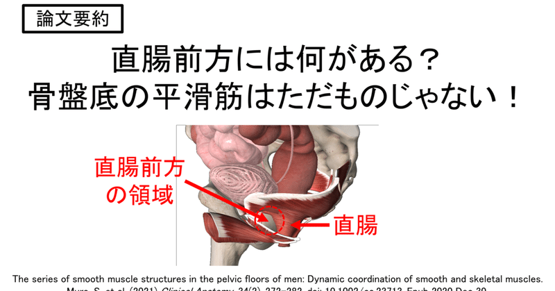 【論文紹介】直腸前方には何がある？骨盤底の平滑筋はただものじゃない！