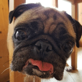 pug_zou