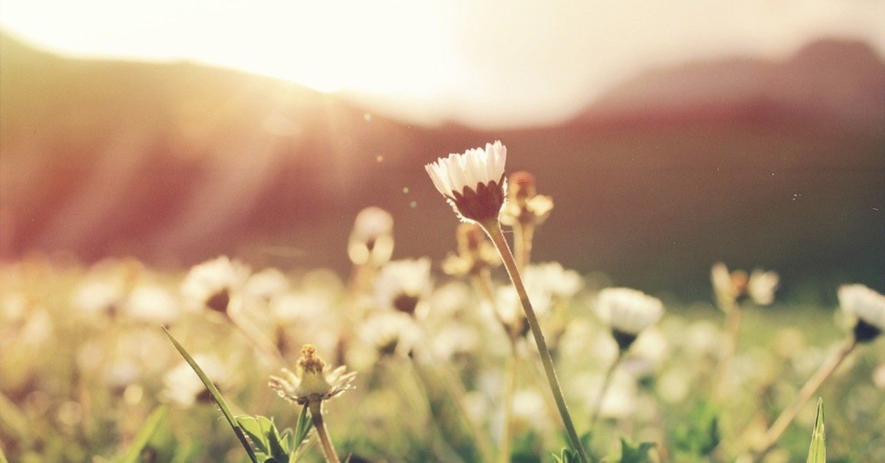 忙しすぎる人のfirst Aid ターシャ テューダーの言葉 東雲創作堂 人生をクリエイティブに Note