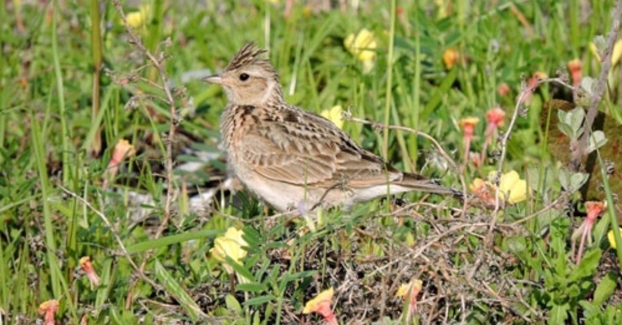 第35回 もう一つの春告鳥 ヒバリ 翆野 大地 Note