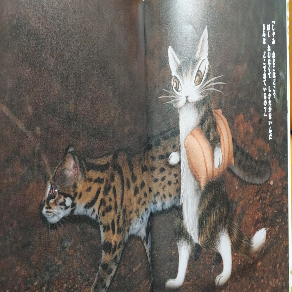 読書日記】2／25 猫は寝子。「ねどこどこ？ダヤンと森の写真絵本