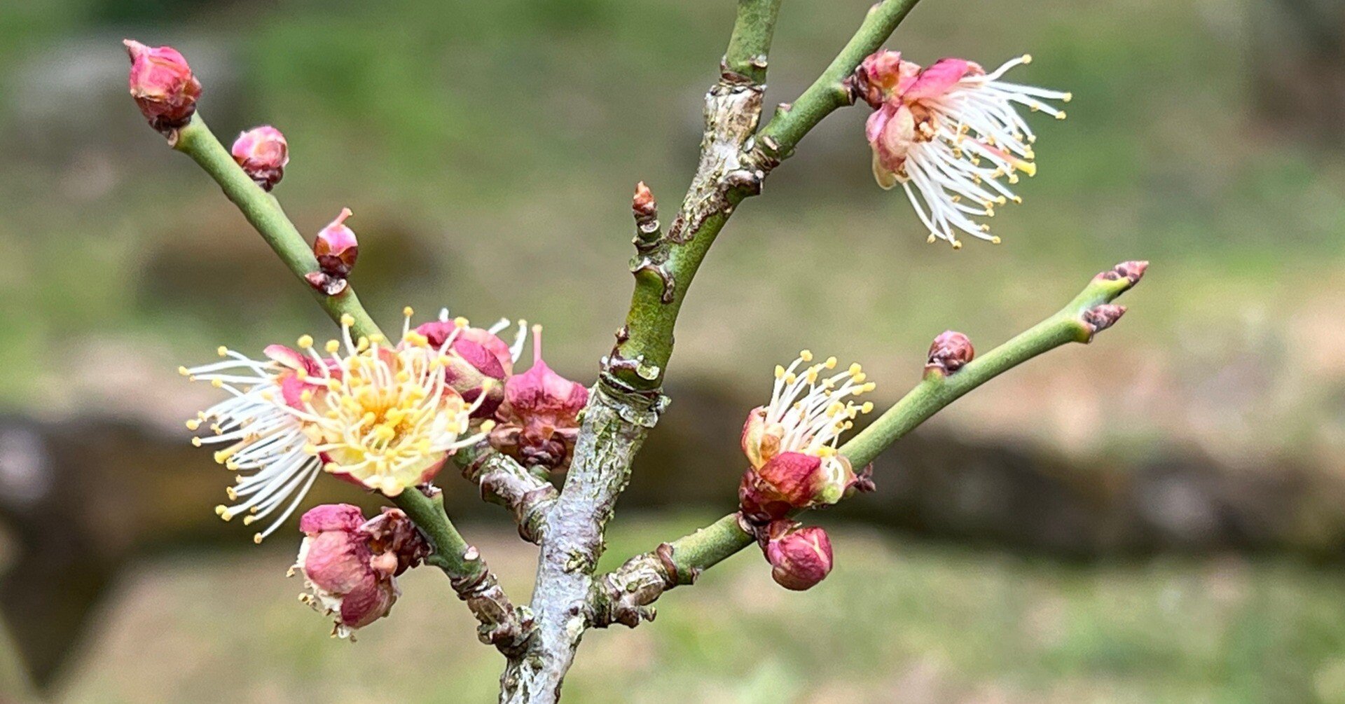 梅と桜 044650b2ba2256fb1d8f6af19bfd2a