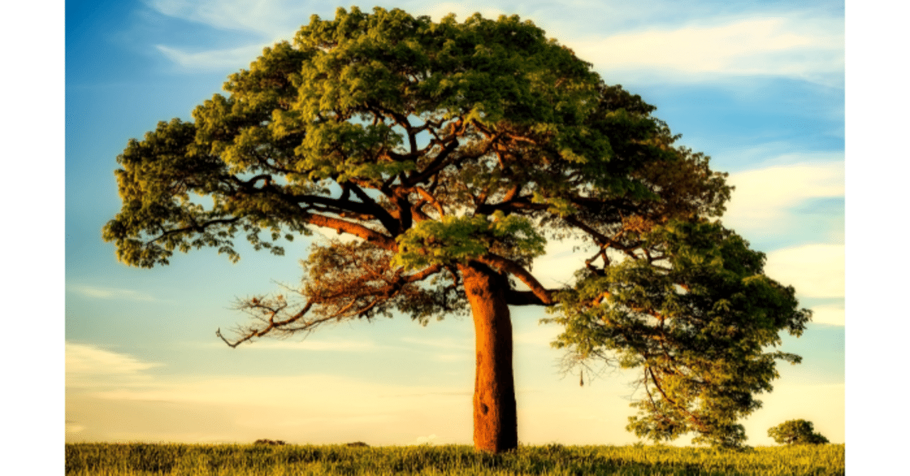 CHAGE＆ASKA 特大パネル BIG TREE 縦.84.5×横.60cm hq720.jpg?sqp=-