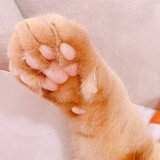 猫さんの召使い