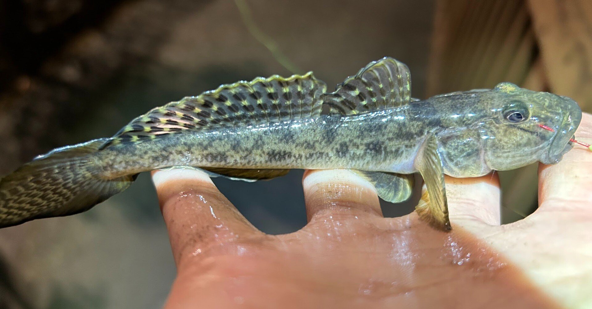 東京ハゼ釣り🎣旧中川、小名木川2月22日釣果｜たまご557