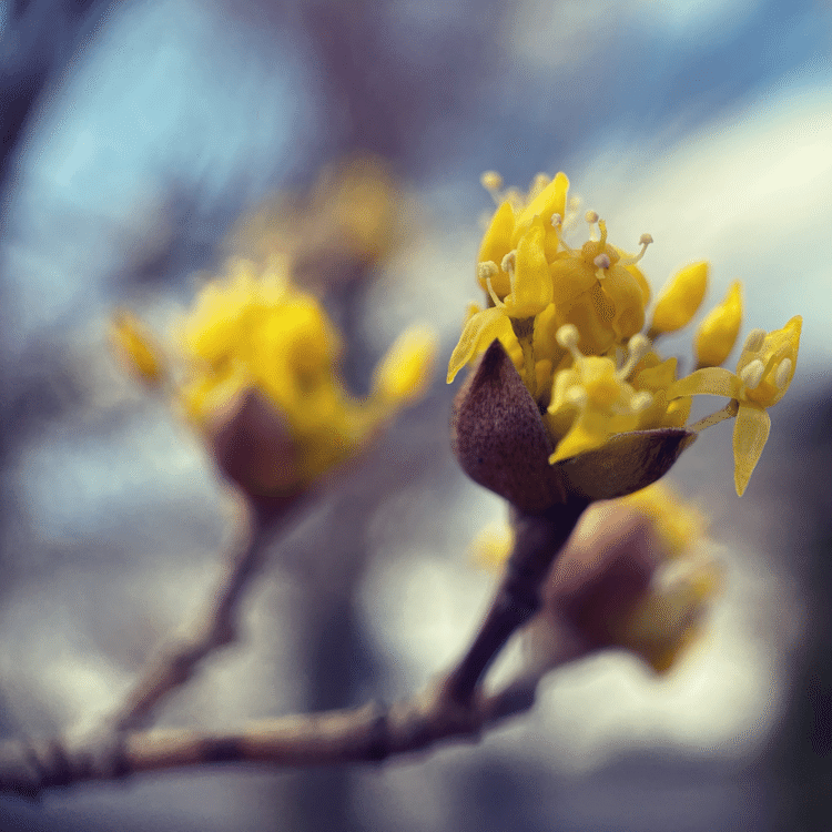 #そのへんの3cm vol.1738 iPhoneでマクロ1700回達成#サンシュユ #山茱萸 の優しい黄色が好き。冬から春につながる花が順番に咲き始めています。#スマホ写真 #マクロ写真 #iPhone12pro #shotonshiftcam #shotoniphone #道草 #花が好き #野草 