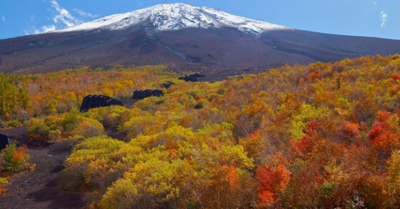 富士山お中道を歩いて自然観察】15 紅葉と黄葉。 しかし例外も