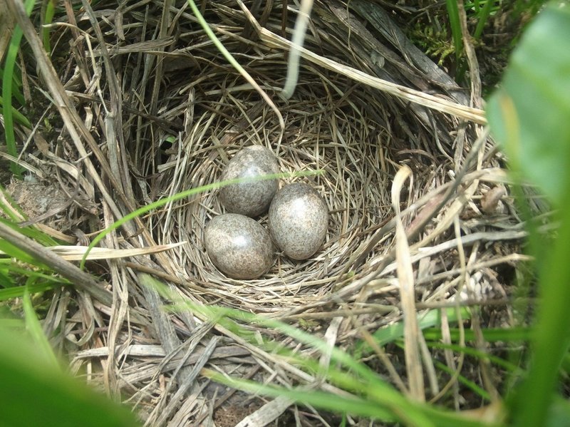 第35回 もう一つの春告鳥 ヒバリ 翆野 大地 Note