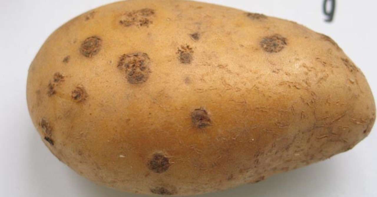 生物性と土壌環境 病害 古賀農園 Note