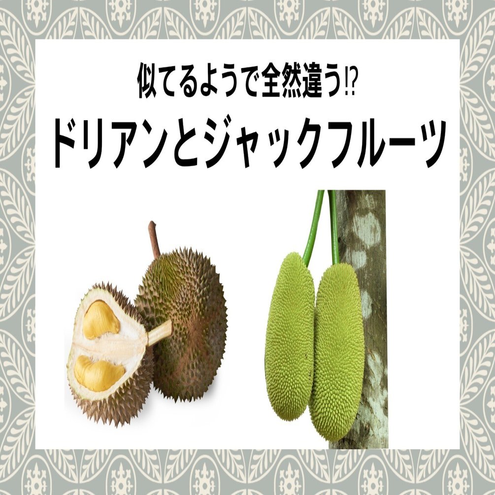 パラミツ　ジャックフルーツ ジャックフルーツパラミツ