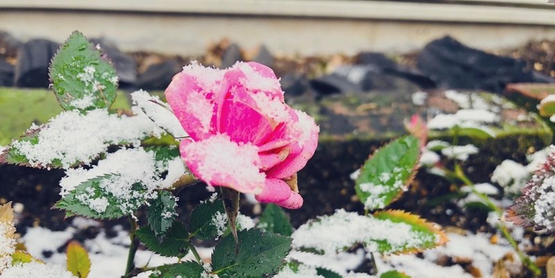 来世は道端に咲く花に、