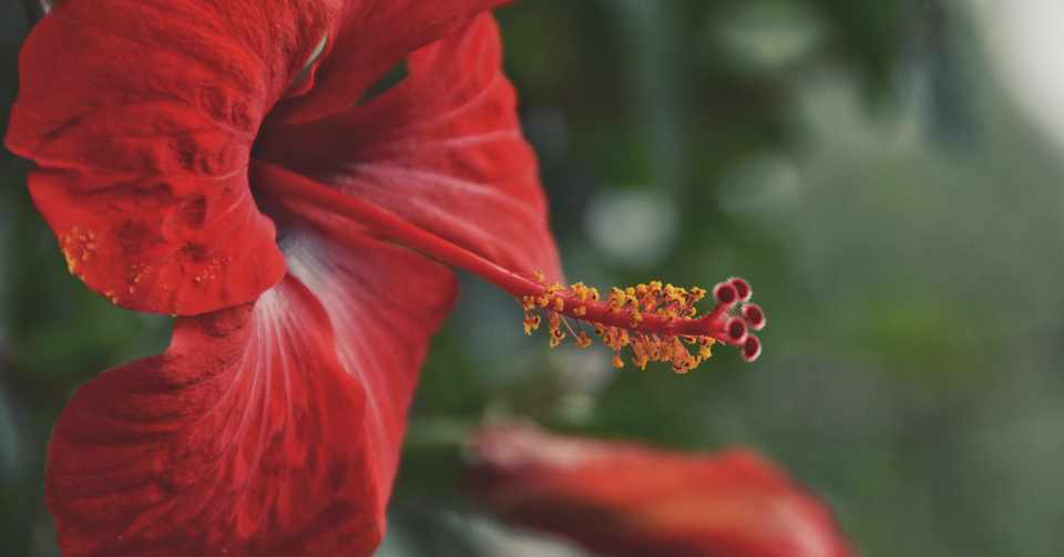 心に強く訴えるラフレシア 寄生 最高の花の画像