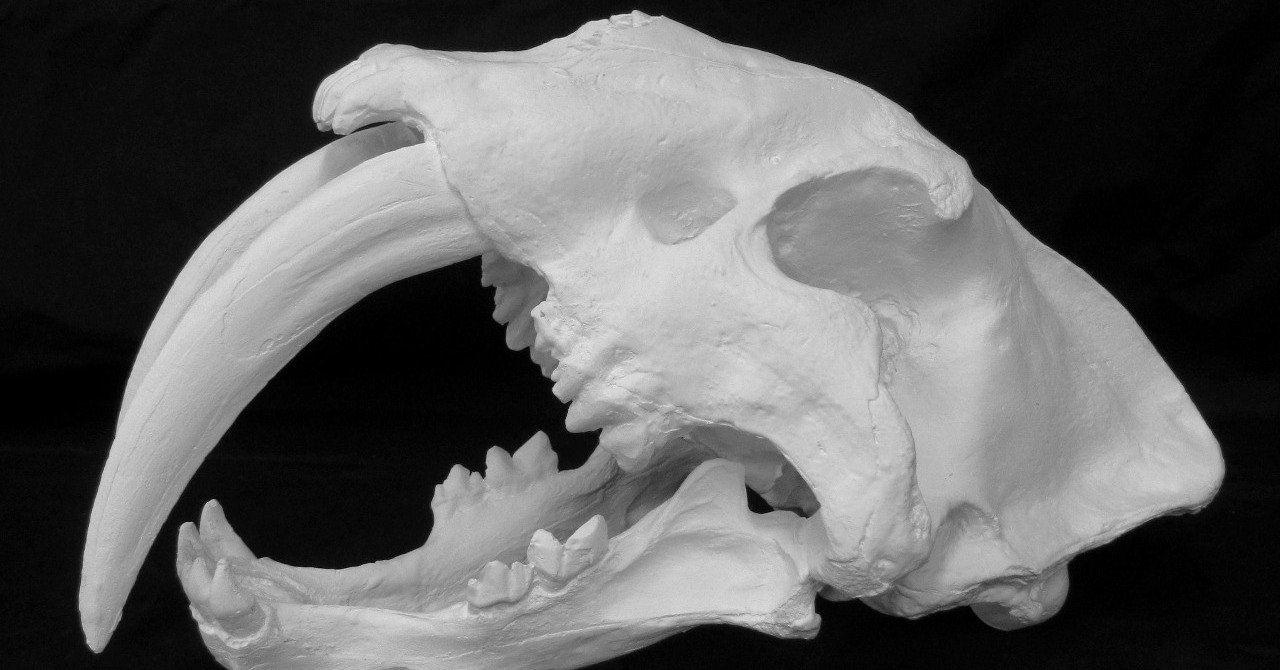 ぷ*ー様 サーベルタイガー　実寸大　化石　レプリカ B-546 ドクロ（サーベルタイガー）｜石膏像ドットコム（脇本）