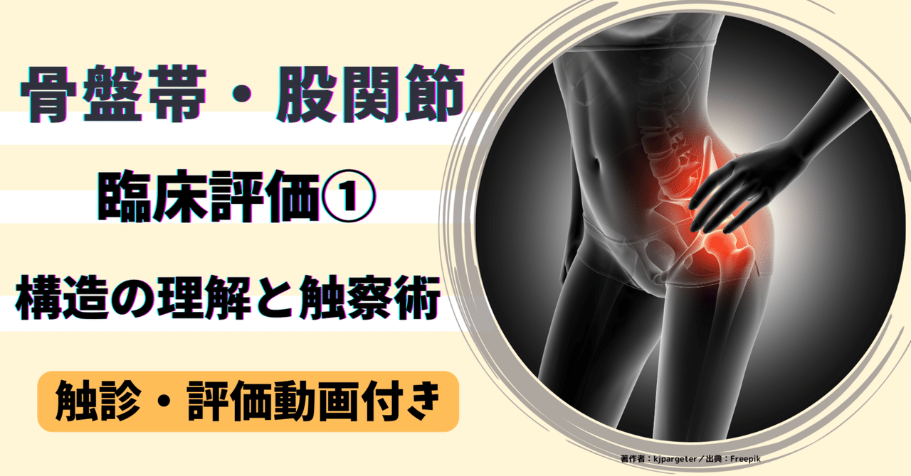 骨盤帯・股関節の臨床評価①〜構造の理解と触察術〜｜理学療法士