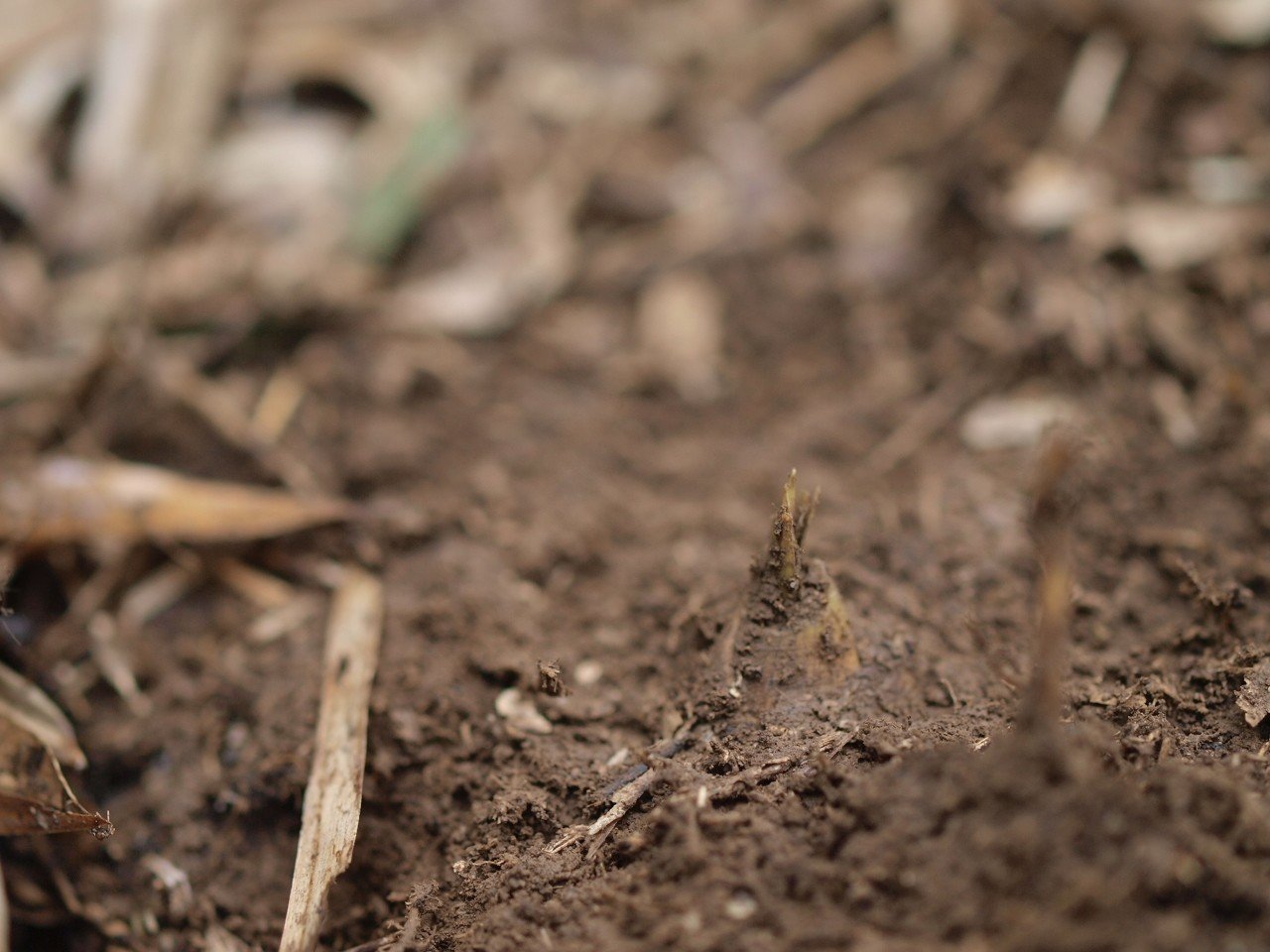 たけのこ 猪と競争 Hijet6243 Note たけのこ 猪と競争 Hijet6243 Note