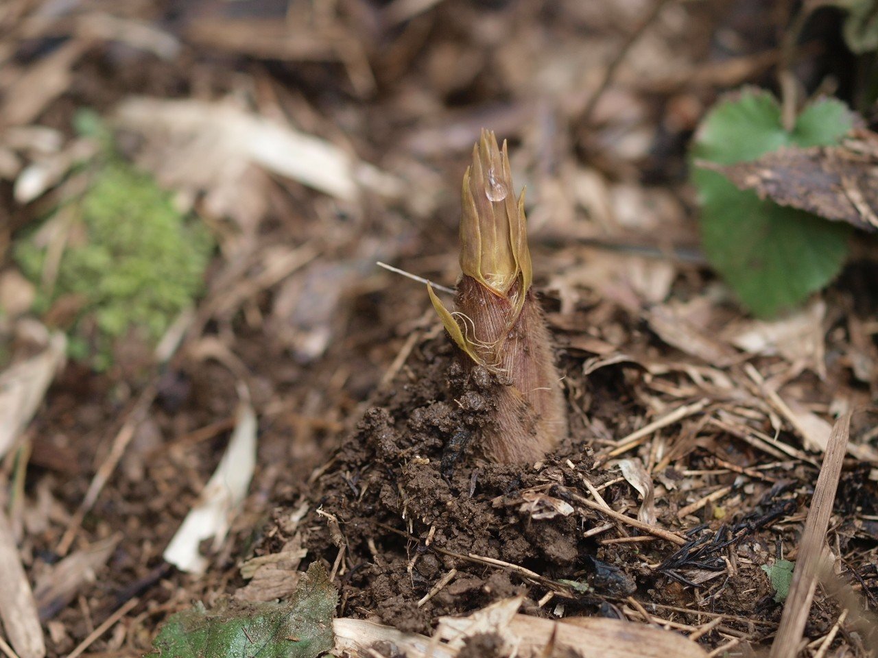 たけのこ 猪と競争 Hijet6243 Note たけのこ 猪と競争 Hijet6243 Note