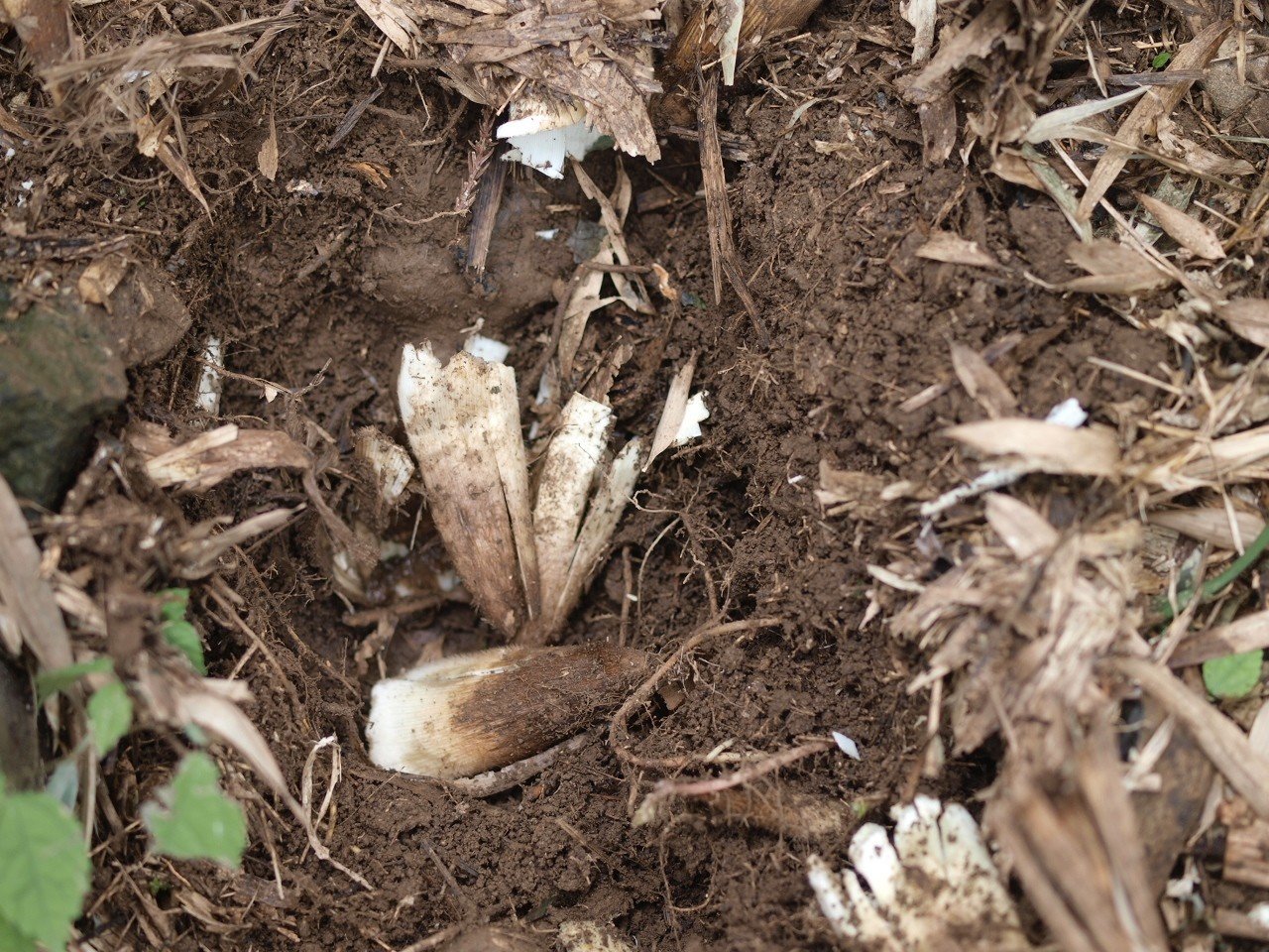 たけのこ 猪と競争 Hijet6243 Note たけのこ 猪と競争 Hijet6243 Note