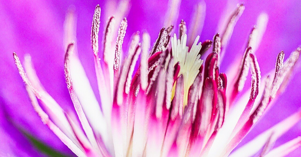 あーと‼️Canon マクロ レンズ Amazon | FotoZハイビジョンスナップマクロレンズ、37-52 mmと55-72 mm