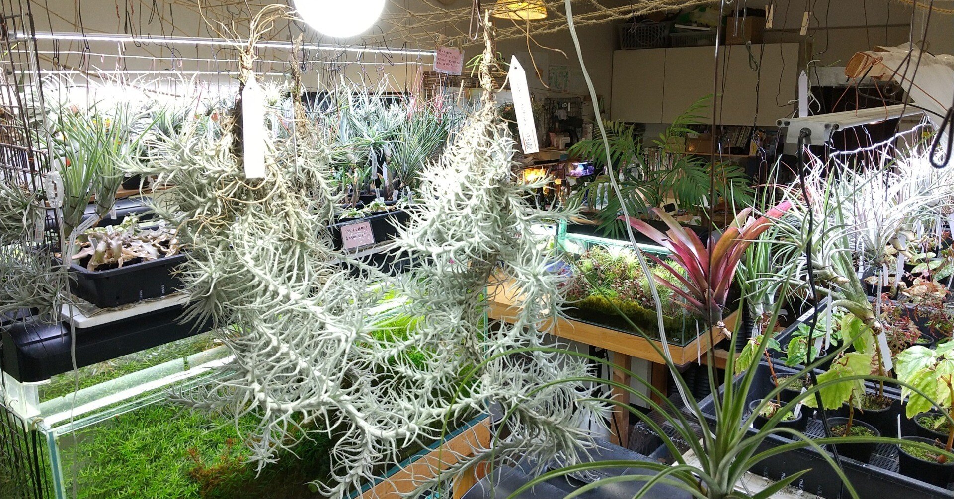 チランジア入荷リスト2/24｜NatureGarden🌿神田
